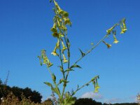 Nicotiana langsdorffii 2, Saxifraga-Ed Stikvoort